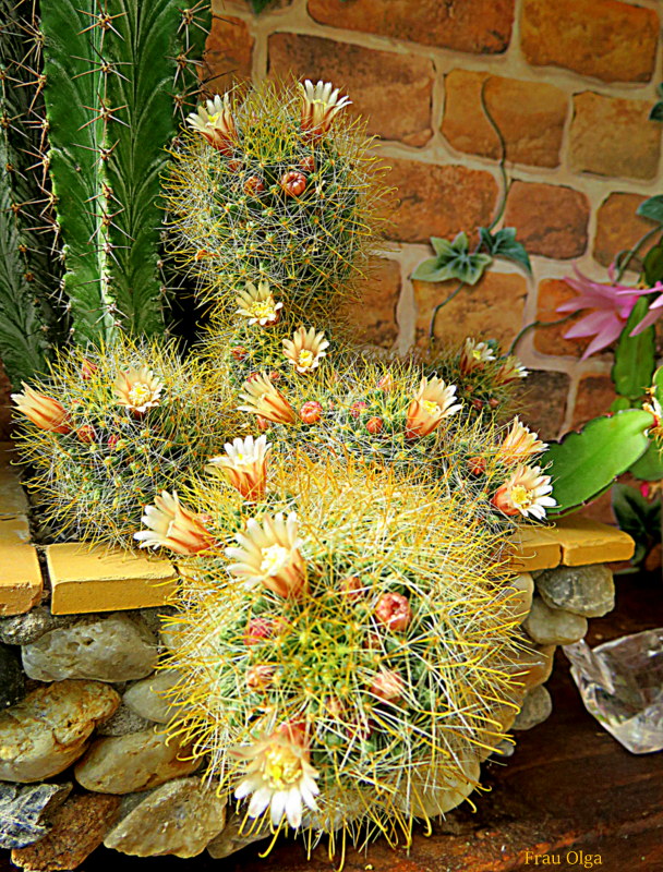 Mein Mammillaria -Kaktus