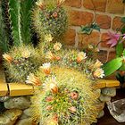 Mein Mammillaria -Kaktus