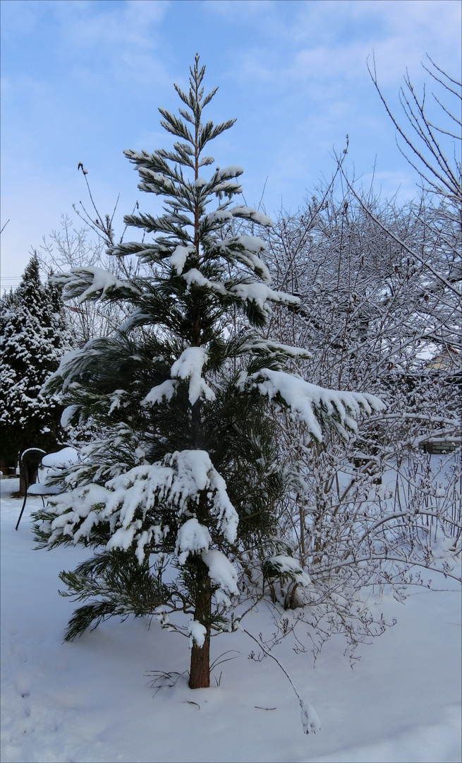 Mein Mammutbaum im Winter