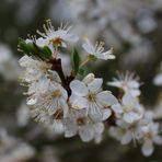 mein Mirabellenbaum ...