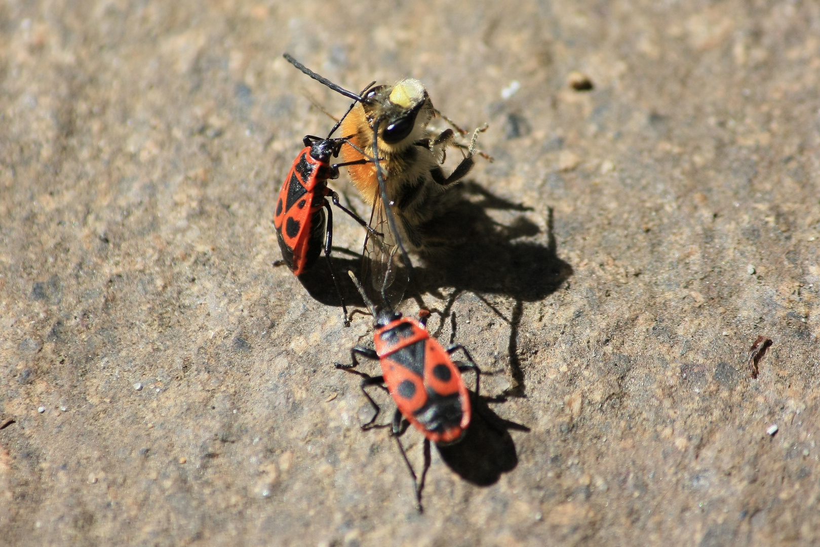 "mein Mitgefühl - kleine Hummel"