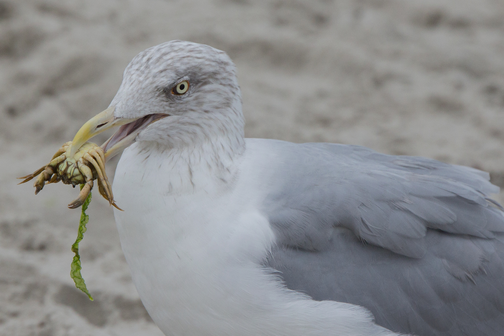 "...mein Mittagssnack mit Salat..."