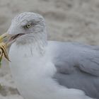 "...mein Mittagssnack mit Salat..."