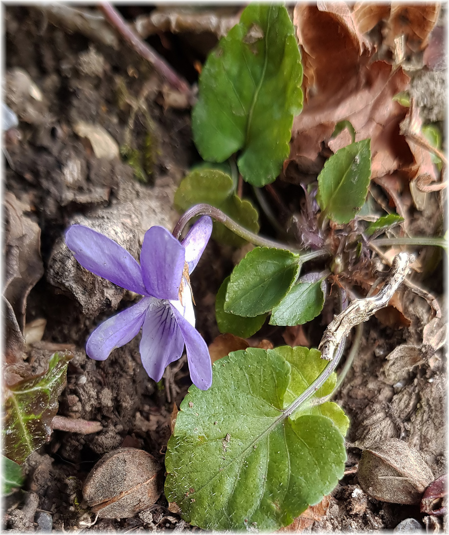 Mein Mittwochblümchen ist taufrisch