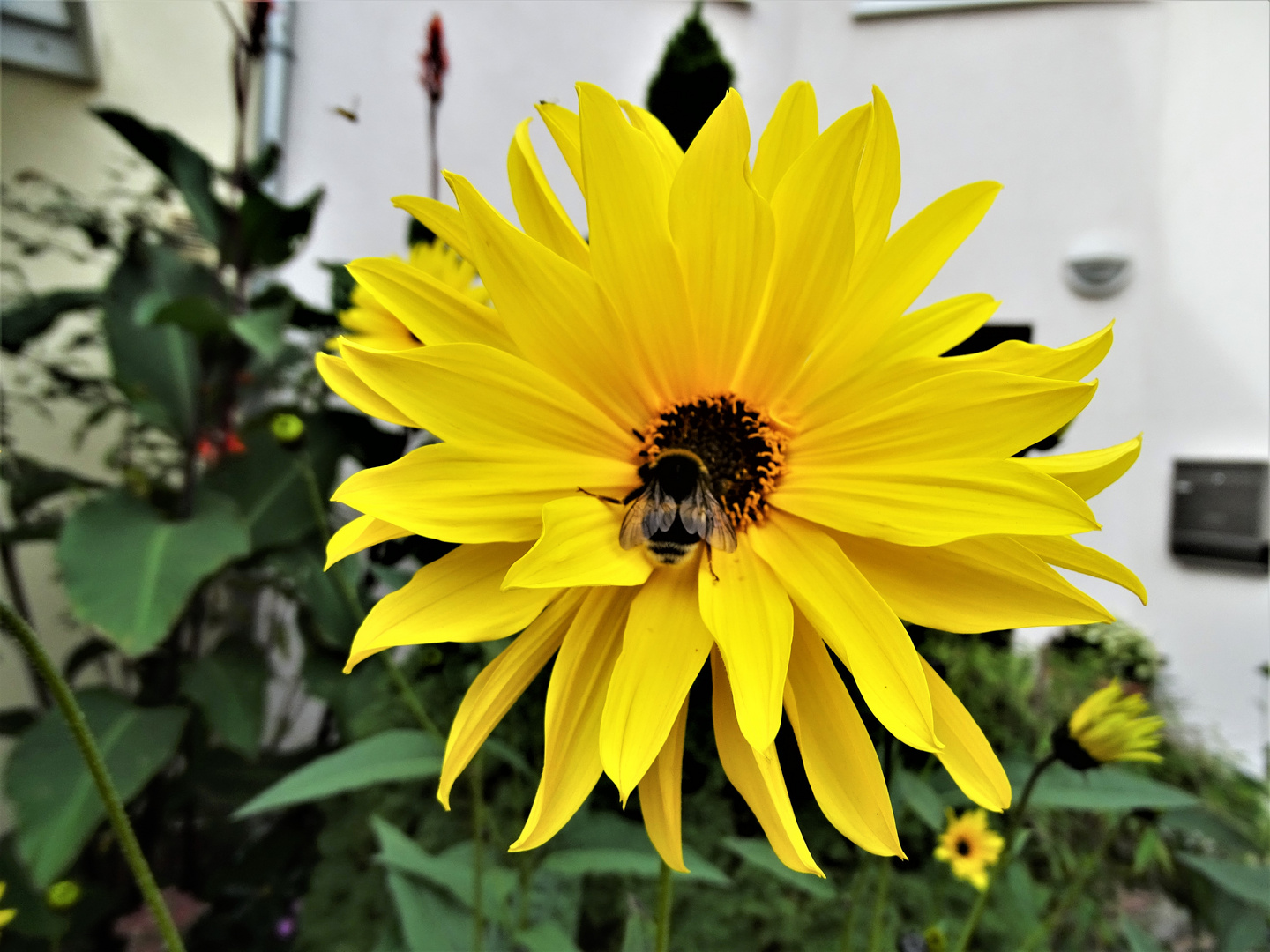 mein Mittwochesblümchen mit Besucher