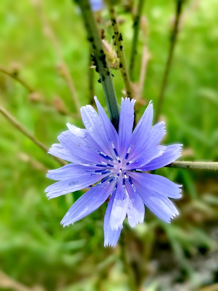 Mein Mittwochs Blümchen 