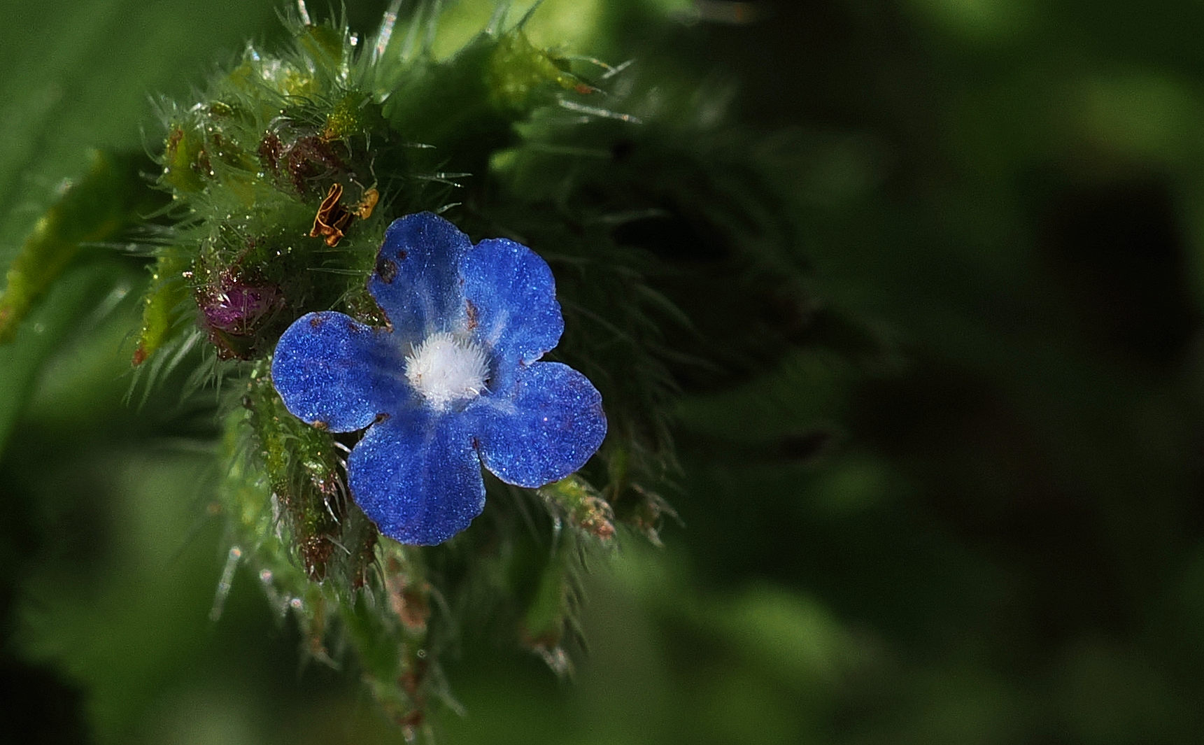 Mein Mittwochsblümchen…