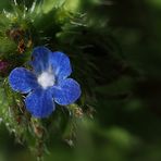 Mein Mittwochsblümchen…