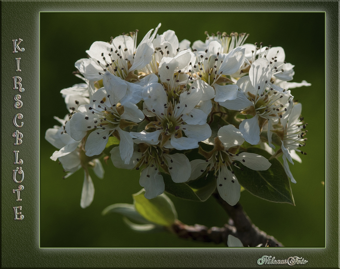 mein Mittwochsblümchen 01.04.2020