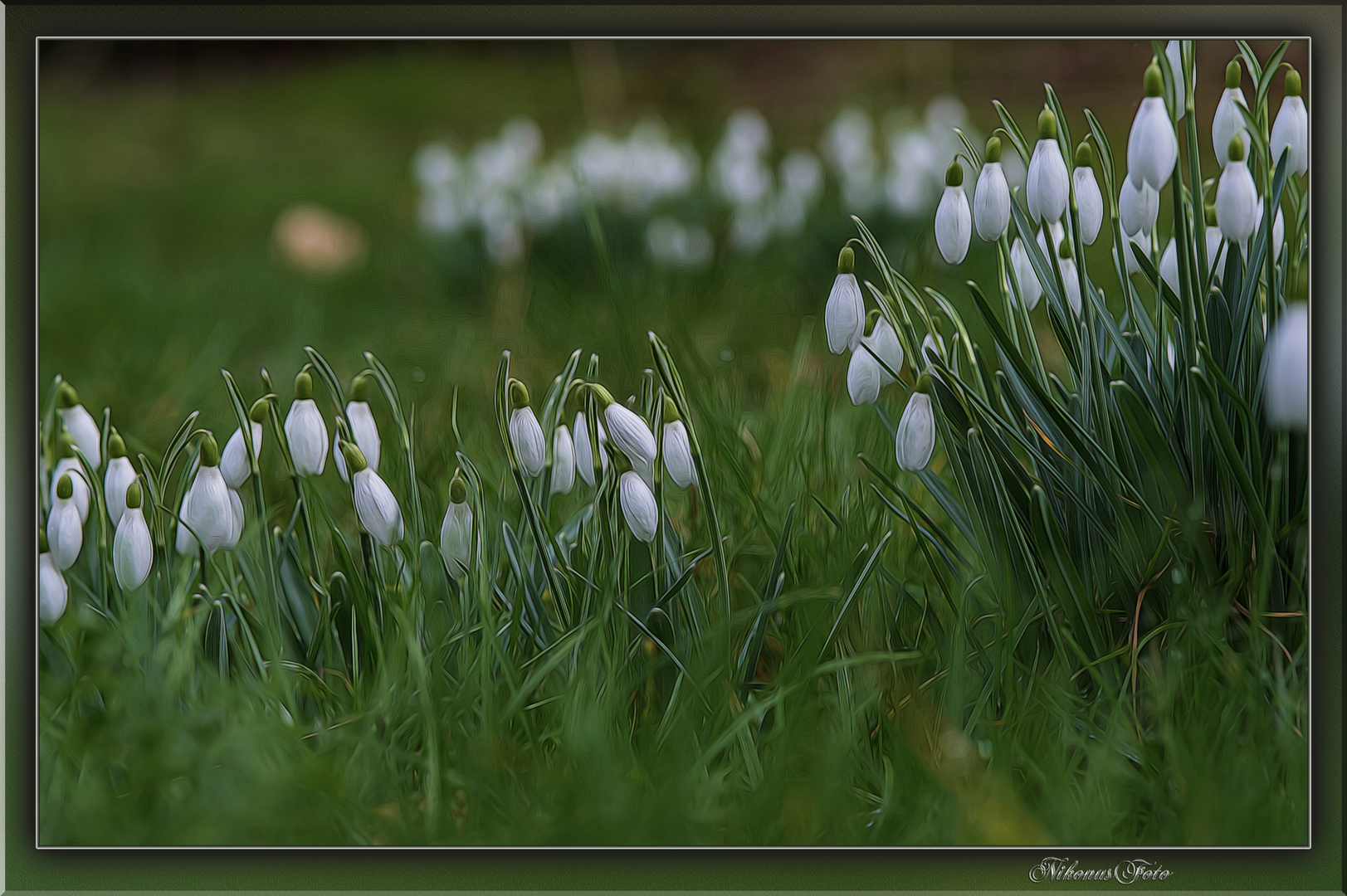 mein Mittwochsblümchen 08.03.2023