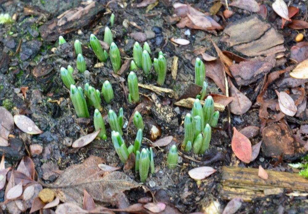 Mein Mittwochsblümchen 1…