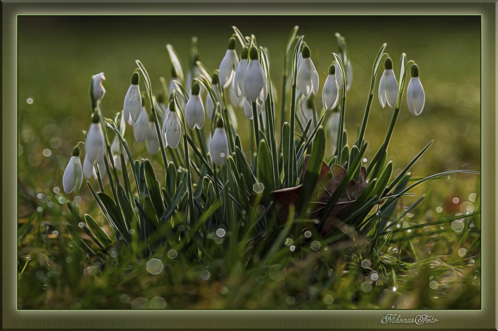 mein Mittwochsblümchen 12.02.2020