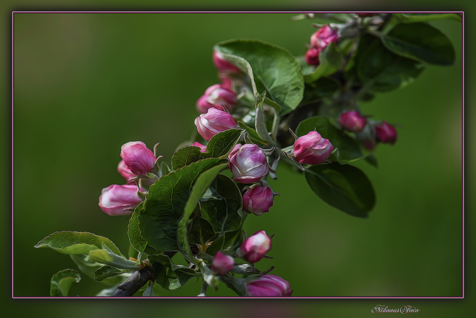 mein Mittwochsblümchen 17.04.2024