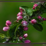 mein Mittwochsblümchen 17.04.2024