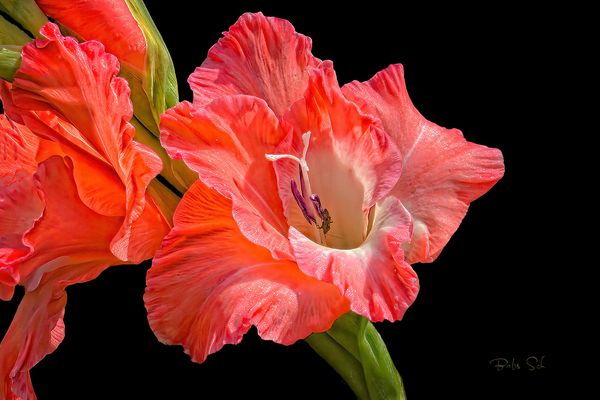 Mein Mittwochsblümchen...