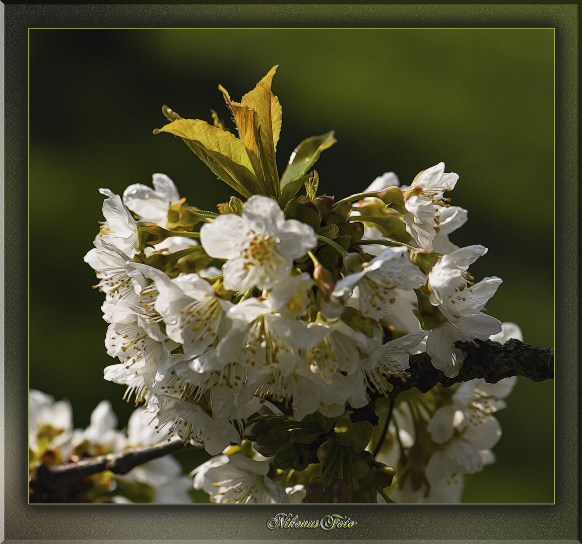 mein Mittwochsblümchen 28.04.2021