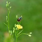 Mein Mittwochsblümchen…