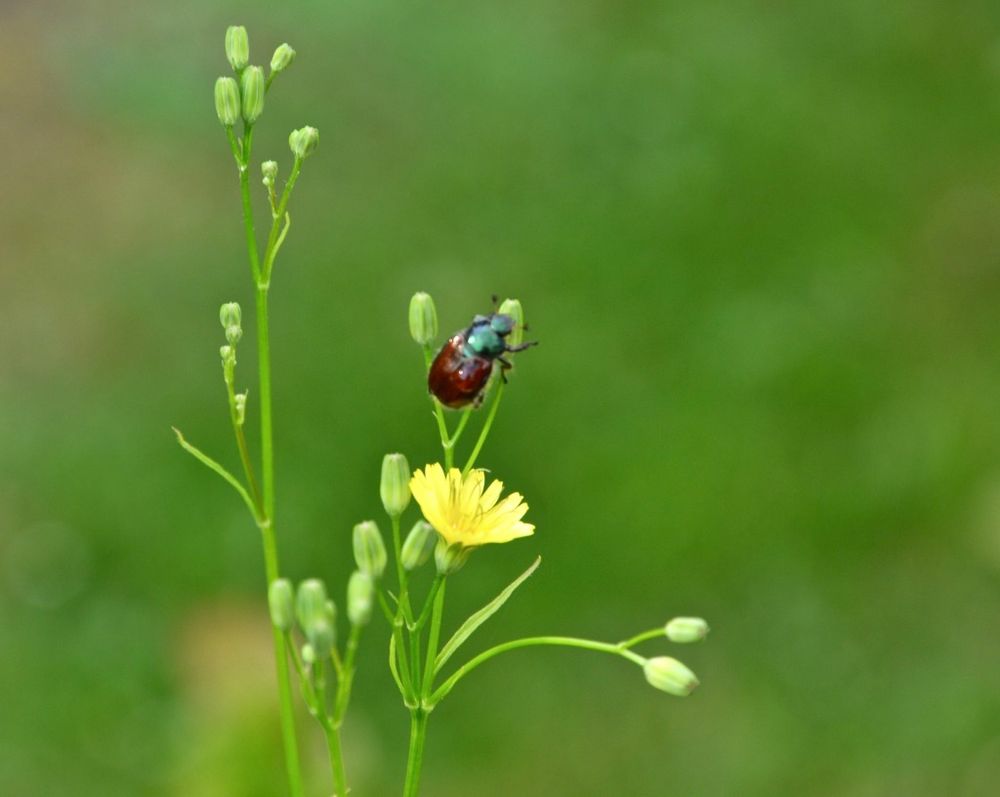 Mein Mittwochsblümchen…