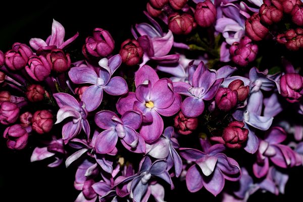 Mein Mittwochsblümchen