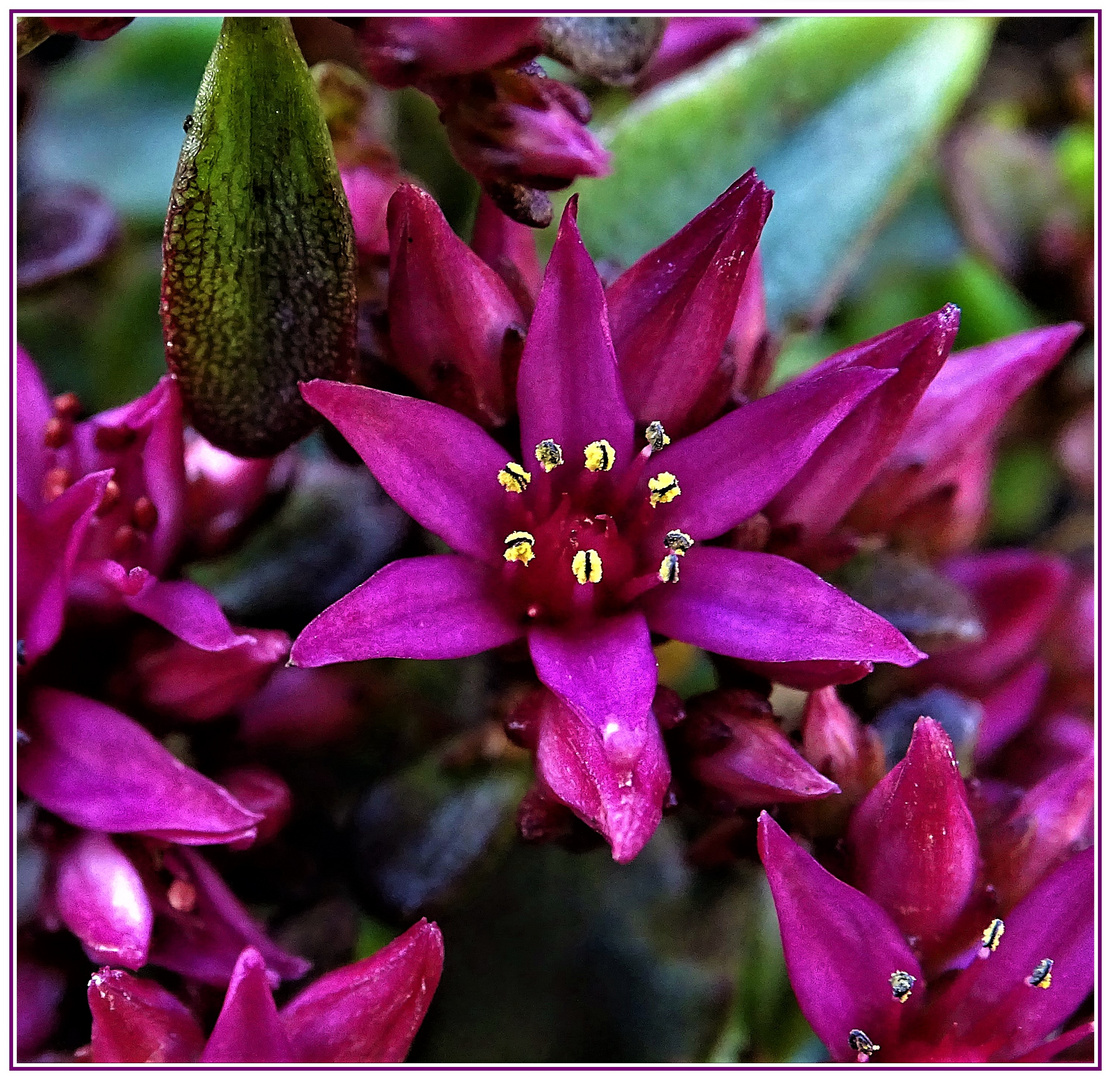 Mein Mittwochsblümchen