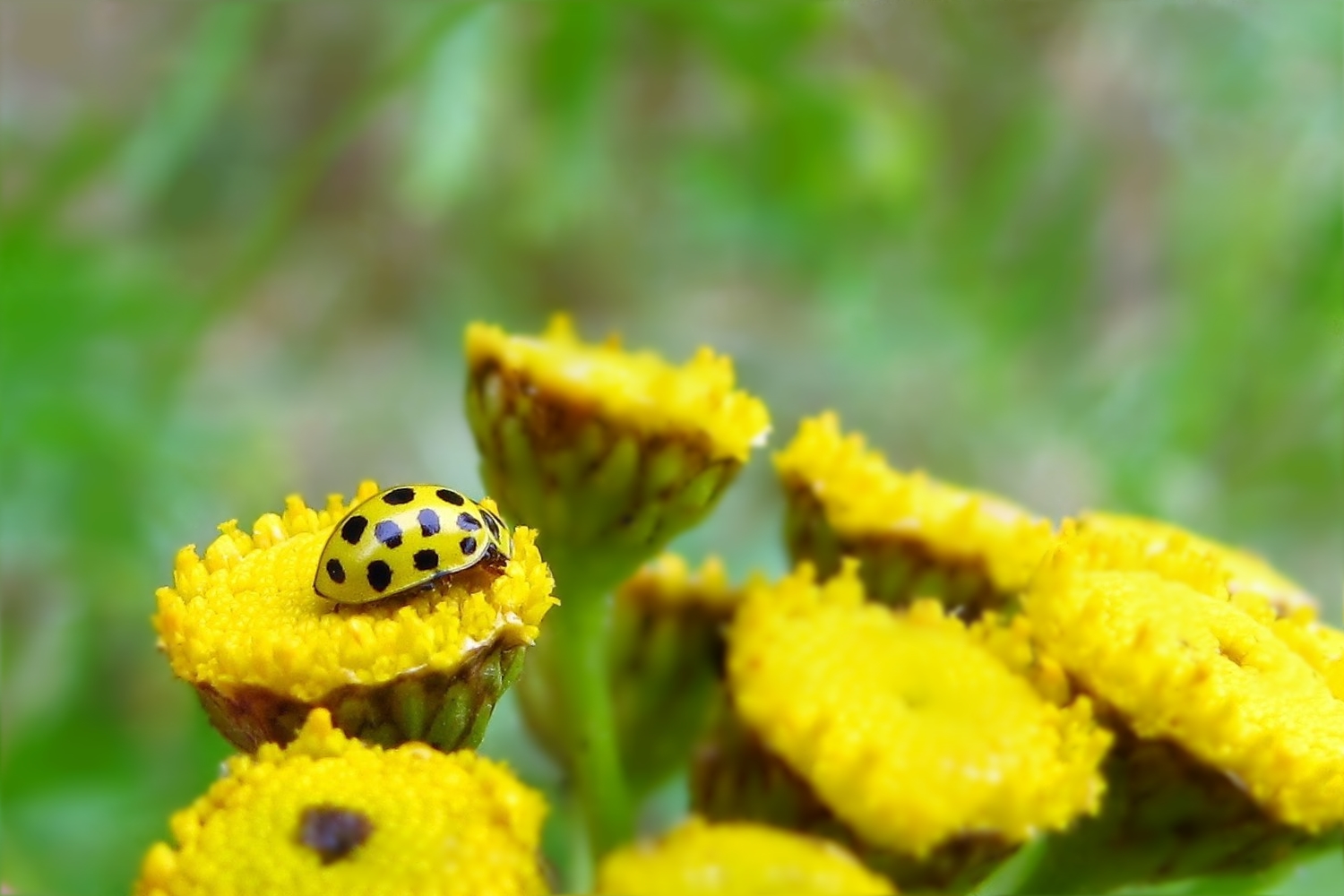 Mein Mittwochsblümchen