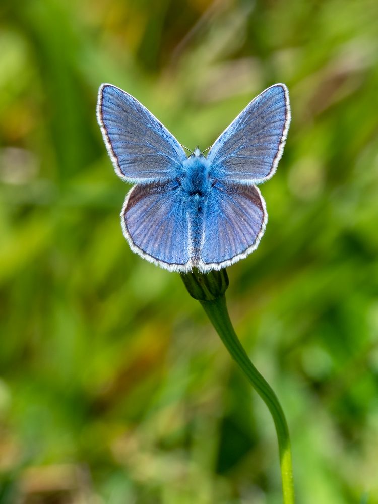 mein Mittwochsblümchen