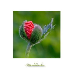 mein Mittwochsblümchen...