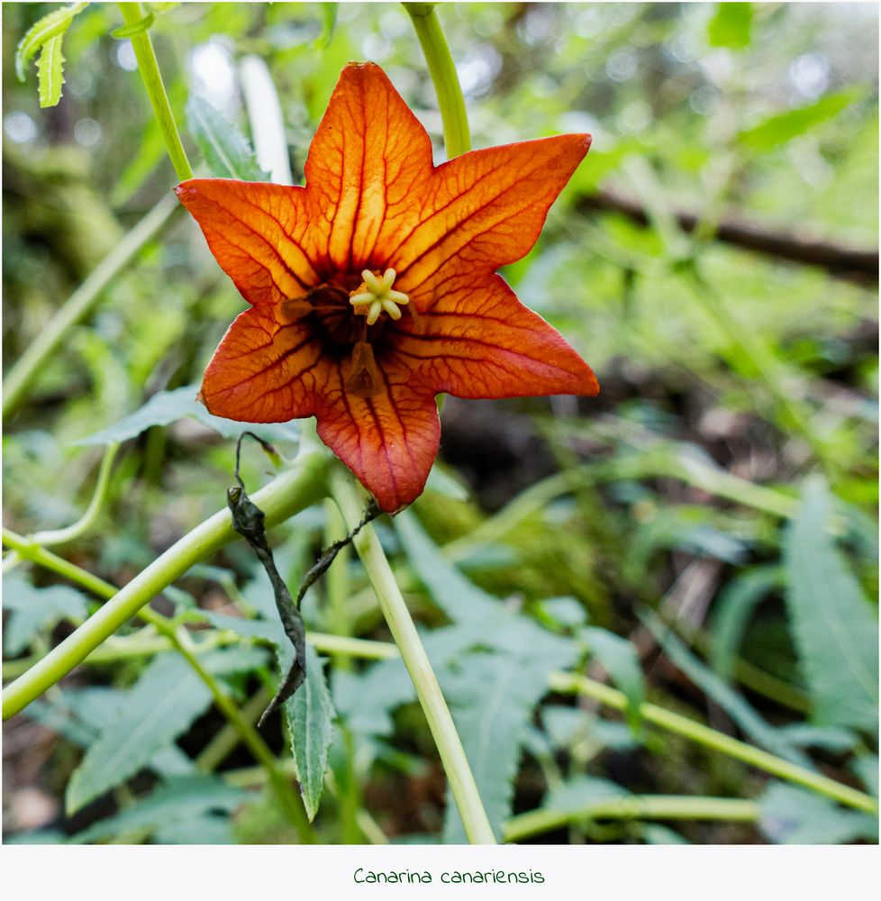 Mein Mittwochsblümchen