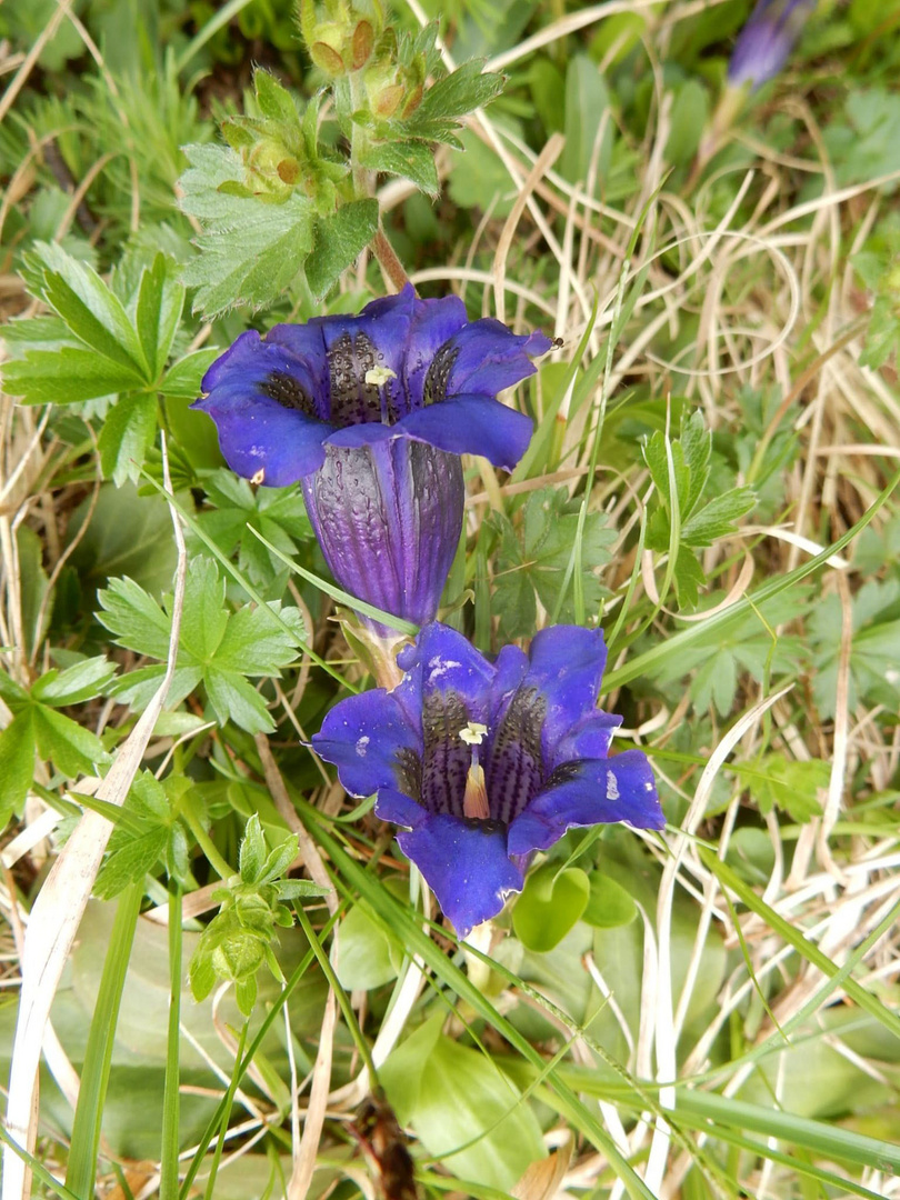 Mein Mittwochsblümchen.