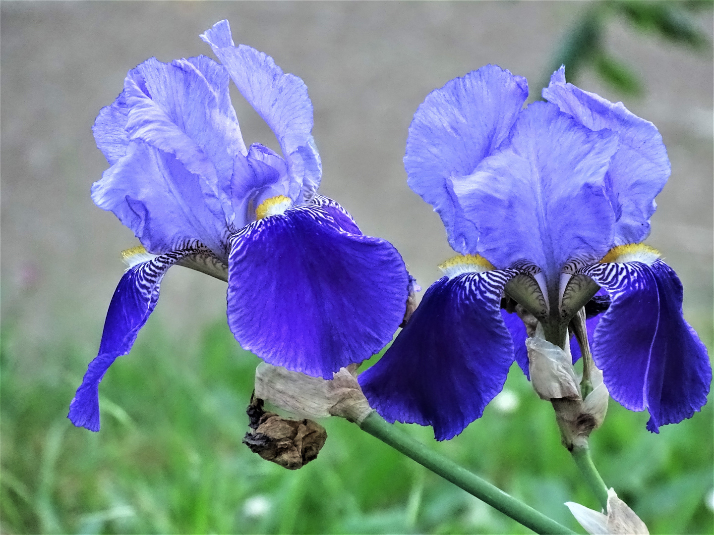 mein Mittwochsblümchen