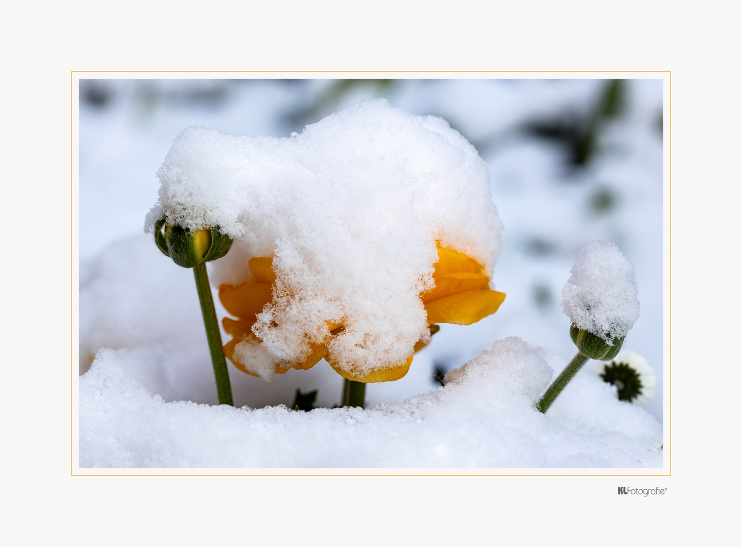 Mein Mittwochsblümchen...