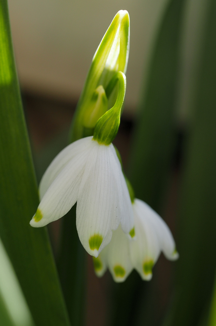 Mein Mittwochsblümchen….