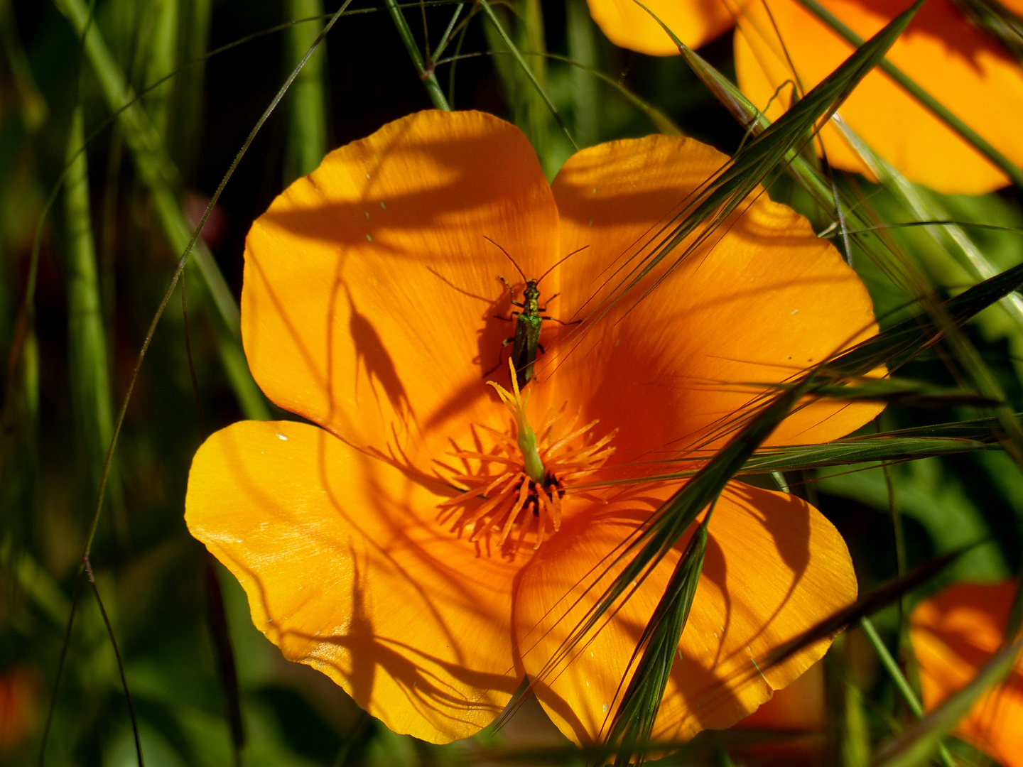 Mein Mittwochsblümchen 