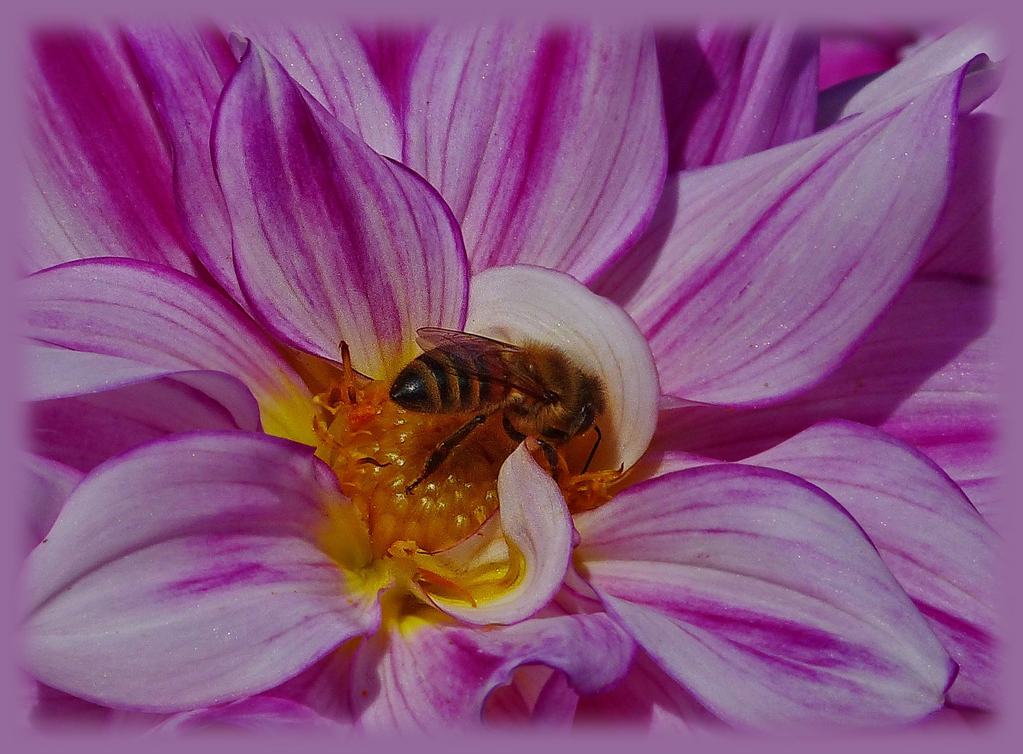 Mein Mittwochsblümchen