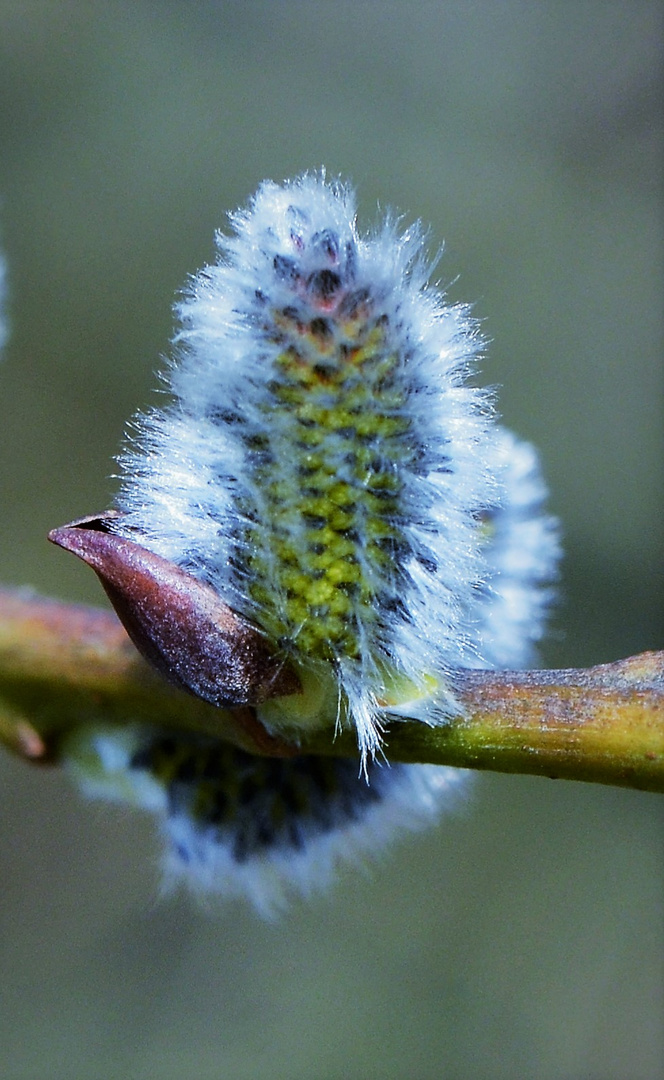 Mein Mittwochsblümchen 