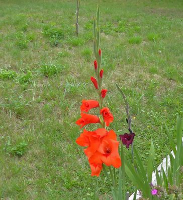 Mein Mittwochsblümchen 