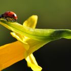 Mein Mittwochsblümchen 