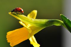 Mein Mittwochsblümchen 