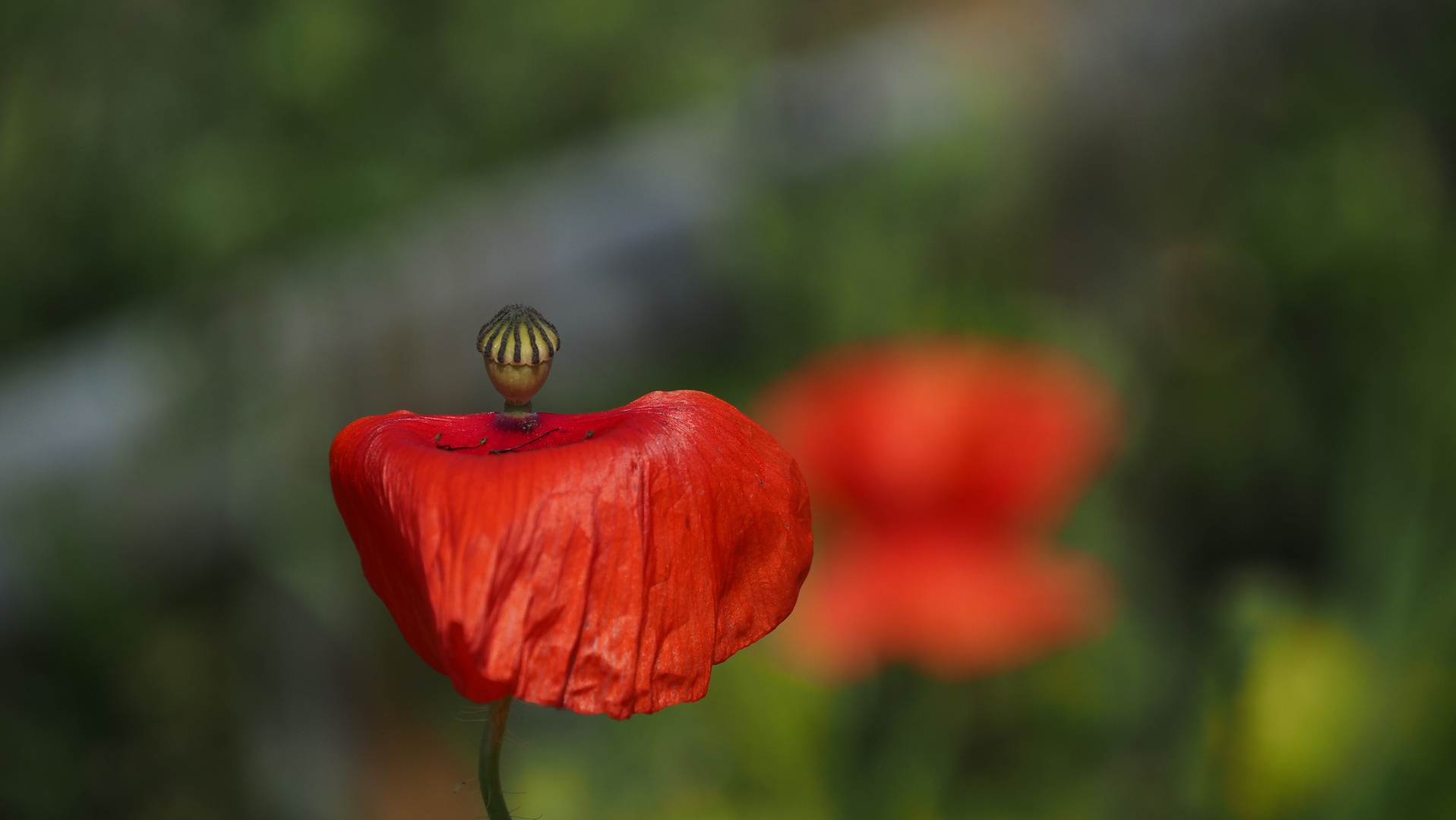 Mein Mittwochsblümchen 