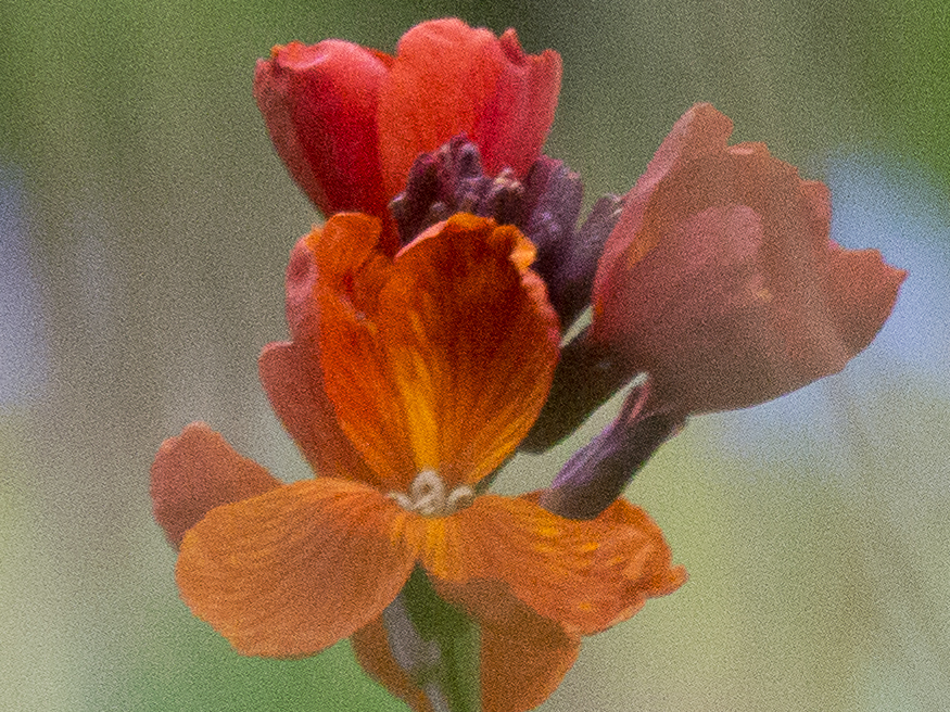 Mein Mittwochsblümchen