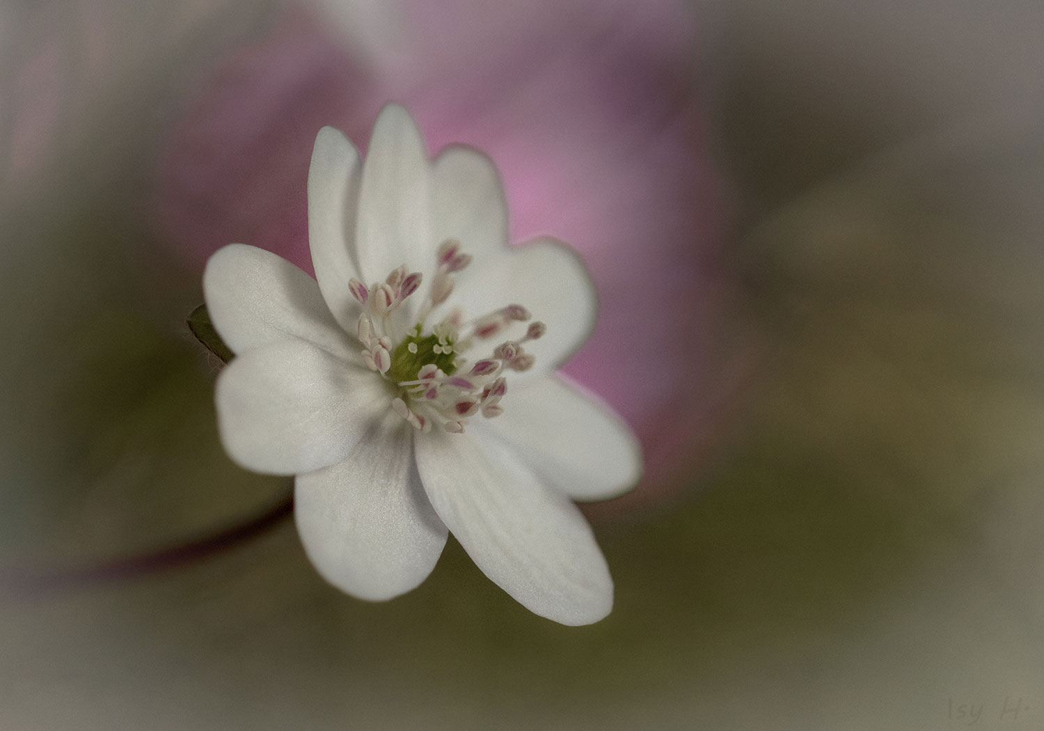 Mein Mittwochsblümchen