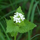 mein Mittwochsblümchen