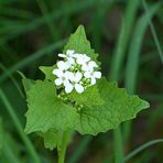 mein Mittwochsblümchen