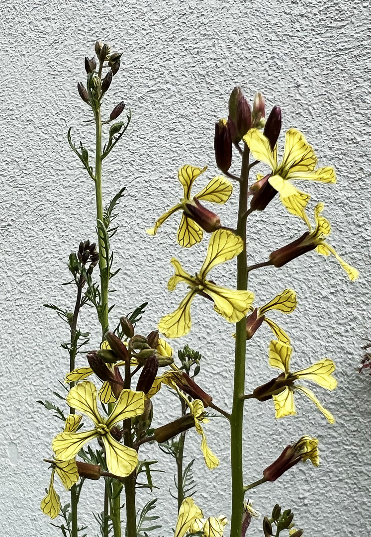 Mein Mittwochsblümchen 