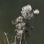 Mein (Mittwochs)Blümchen,...