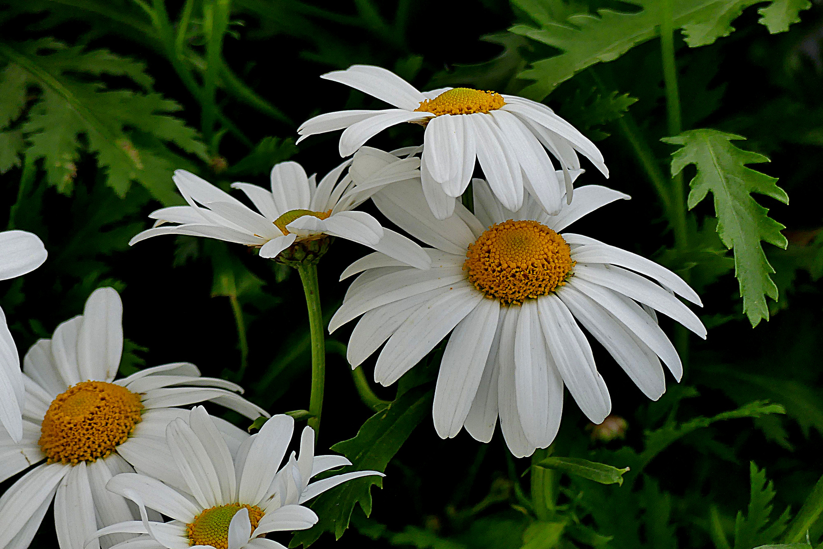 Mein Mittwochsblümchen.