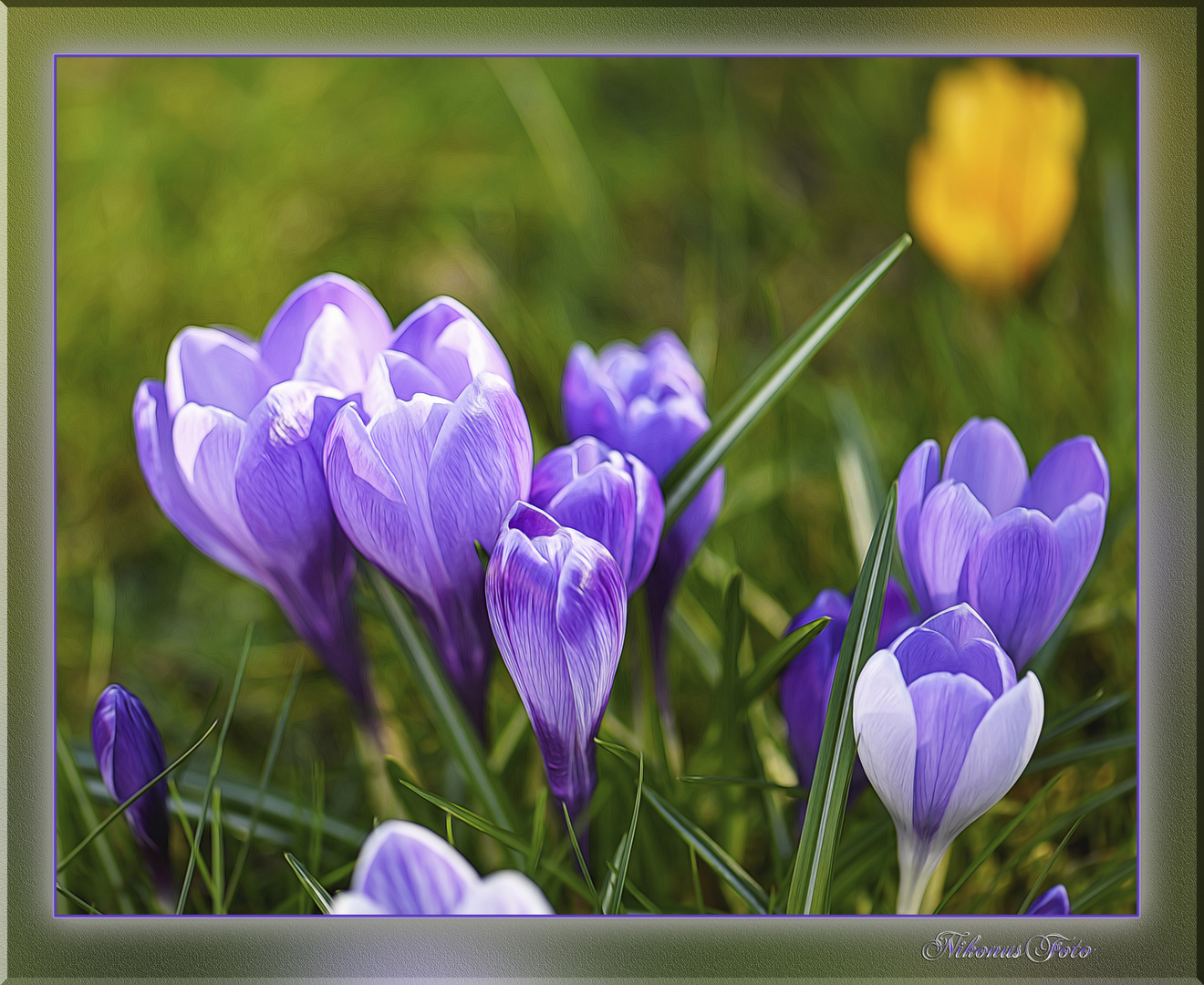 mein Mittwochsblümchen am 02.03.2022