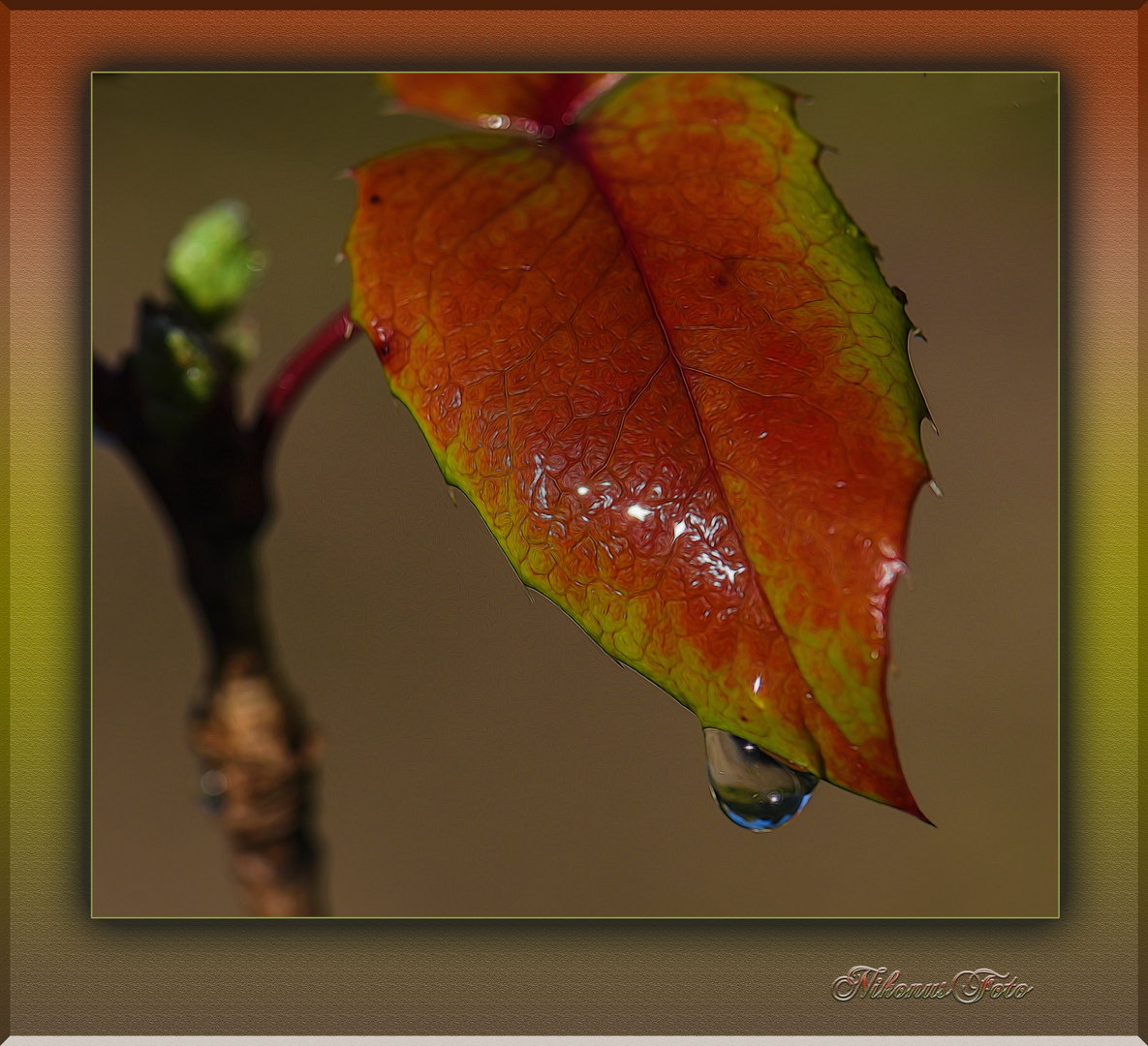 mein Mittwochsblümchen am 09.11.2022