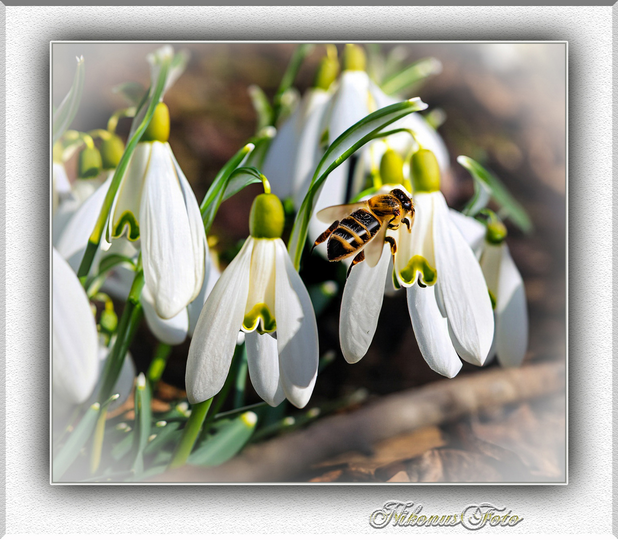 mein Mittwochsblümchen am 14.02.2024