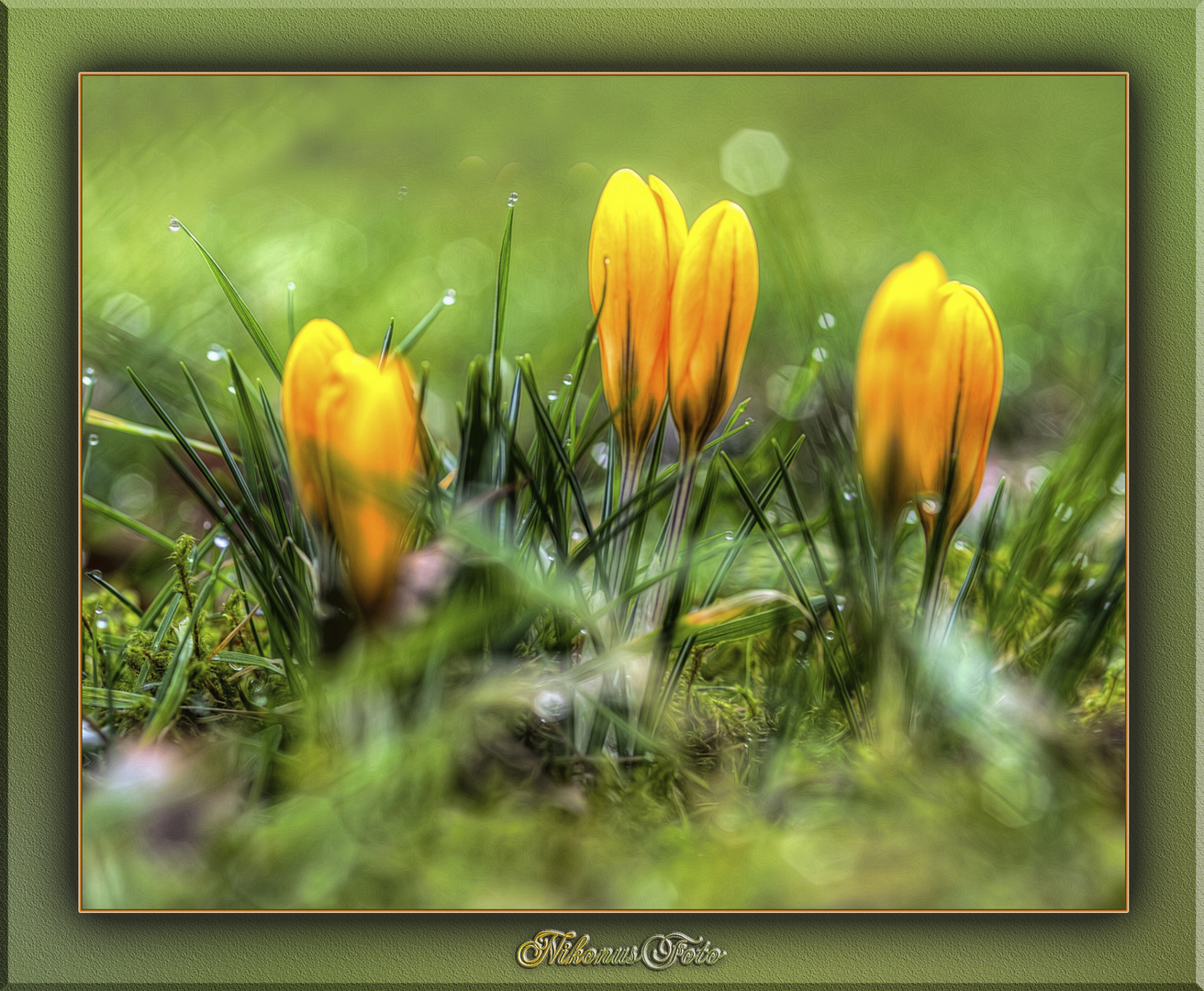 mein Mittwochsblümchen am 19.02.2020